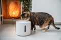 Cat drinking from automatic water dispenser. Smart pet drinker with mobile app connection. Royalty Free Stock Photo