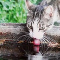 Cat is drinking cold water