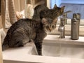 Cat drinking fresh water out of the bathroom sink Royalty Free Stock Photo