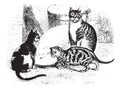 Cat drinking milk, vintage engraving