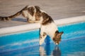 Cat drinking from swimming pool