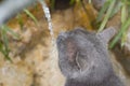 Cat drinking tap water outdoor