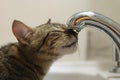 Cat drinking water