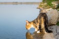 Cat drinking water from pond Royalty Free Stock Photo
