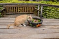 Cat drinking water from pot Royalty Free Stock Photo