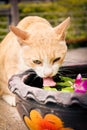 Cat drinking water from pot Royalty Free Stock Photo