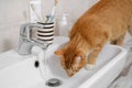 Cat quietly drinking water from the bathroom sink Royalty Free Stock Photo