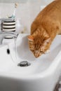 Cat quietly drinking water from the bathroom sink Royalty Free Stock Photo