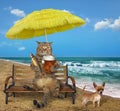 Cat drinks beer on the beach Royalty Free Stock Photo