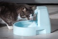 Cat drinks clean water from water dispenser. Cat water fountain. Pet thirst. Dehydration in a cat.