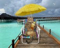 Cat drinks cold tea on wooden pier Royalty Free Stock Photo