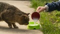 cat drinks milk. beautiful cat eats on the street