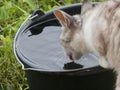 The cat drinks rain water from a bucket Royalty Free Stock Photo