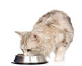Cat drinks water. on white background