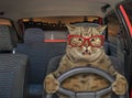 Cat driving a steering wheel at night 2