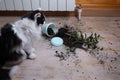 The cat dropped the flower pot. The earth is scattered across the floor Royalty Free Stock Photo