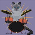 Cat drummer