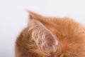 Cat ears profile. Persian Exotic Longhair cat is on white background