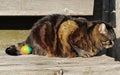 A cat and an Easter egg. Not only Easter bunnies lay eggs Royalty Free Stock Photo