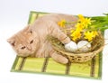 Cat and easter eggs Royalty Free Stock Photo