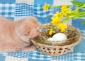 Cat and easter eggs Royalty Free Stock Photo