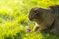 Cat and Easter eggs on green grass.Easter egg hunter.Finding colored eggs in the grass.Easter tradition. Royalty Free Stock Photo