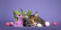 Cat in Eastern setting on purple balckground Royalty Free Stock Photo