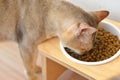 Cat eat dry food.