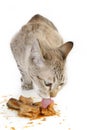 Cat eat sardines Royalty Free Stock Photo