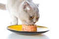 Cat eating Royalty Free Stock Photo
