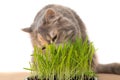 Cat eating cat grass Royalty Free Stock Photo