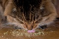 A cat eating catnip