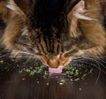 A cat eating catnip