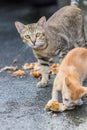 Cat eating chicken on the side walk Royalty Free Stock Photo