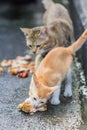 Cat eating chicken on the side walk Royalty Free Stock Photo