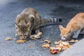 Cat eating chicken on the side walk. Royalty Free Stock Photo