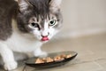 Cat eating delicious food from a glass bowl looks into the camera and shows the tongue. Close-up portrait from eye level Royalty Free Stock Photo