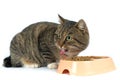 Cat eating dry food on white background.hungry cat. Royalty Free Stock Photo