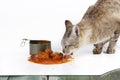 Cat eating Royalty Free Stock Photo