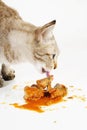 Cat eating Royalty Free Stock Photo