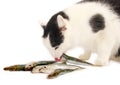 Cat eating fish. Royalty Free Stock Photo