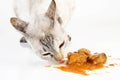 Cat eating fish Royalty Free Stock Photo