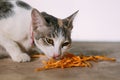 Cat eating fish snack Royalty Free Stock Photo