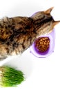 Cat eating food from bowl on white background top view copyspace Royalty Free Stock Photo