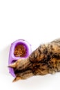 Cat eating food from bowl on white background top view copyspace Royalty Free Stock Photo