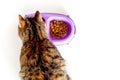 Cat eating food from bowl on white background top view copyspace Royalty Free Stock Photo