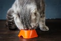 Cat eating food from bowl. Royalty Free Stock Photo