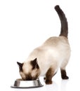 Cat eating food. isolated on white background Royalty Free Stock Photo