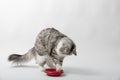 Cat eating food from a plastic bowl Royalty Free Stock Photo