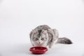 Cat eating food from a plastic bowl Royalty Free Stock Photo